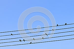 Birds on a wire photo