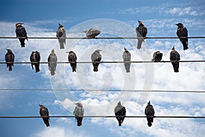 Birds on a Wire.