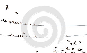 Birds on wire