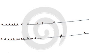 Birds on wire