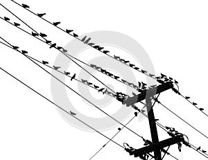 Birds on a Wire