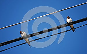 Birds on Wire