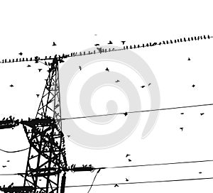 Birds on wire