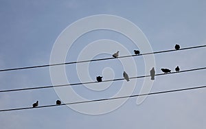 Birds on the wire