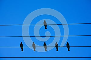 Birds on the wire. Birds on a wire on a background of blue sky. The concept of teams and teamwork, not like everyone else, and a