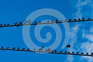 Birds on a wire background. Got some room left?