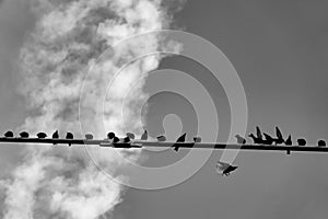 Birds on a wire background. Monochrome.