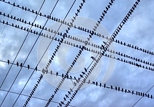 Observación de aves sobre el el alambre 