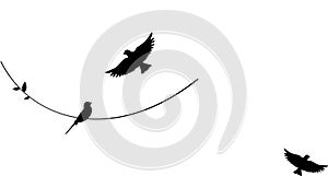 Birds silhouettes on wire , vector. Wall decals, wall artwork