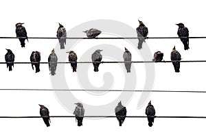 Birds on a Wire. Isolated on