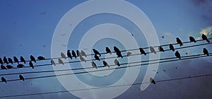 Birds on wire