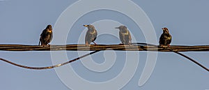 Birds on wire starling sunlight abstract colors