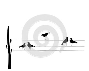 Birds on wire, vector. Electricity poles with birds on wire, illustration. Wall decals, wall art work