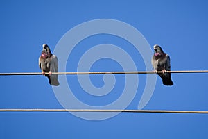 Birds on wire