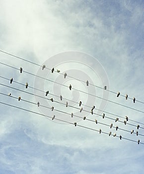 Birds Wire Vintage Effect