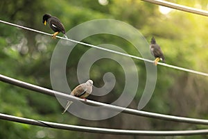 Birds on the wires.