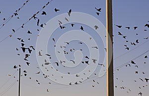 Birds on wires