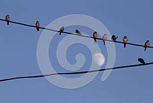 Birds on wires