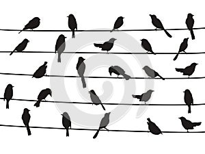 Birds on wires