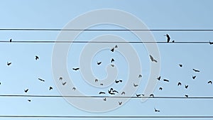 Birds on wires - emigration concept. Silhouettes