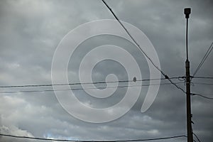 Birds on wires. Pillar and grey sky. Wires in city