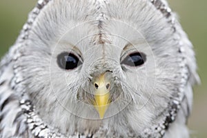 Birds of the World - Ural Owl (Strix uralensis)