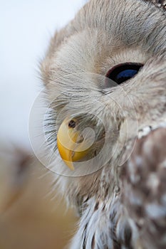 Birds of the World - Ural Owl (Strix uralensis)