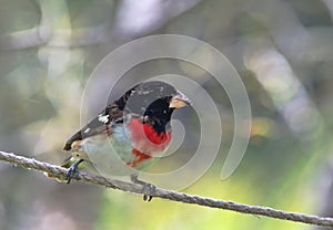 BIRDS: young male rosebreasted grosbeak