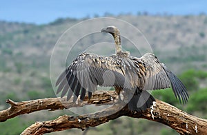 Birds of Zimanga Park in South Africa