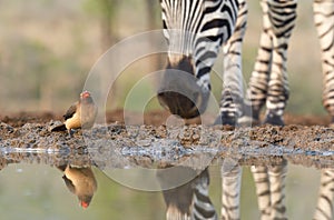 Birds of Zimanga Park in South Africa