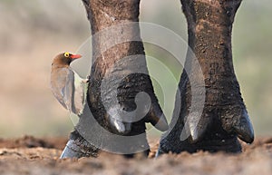 Birds of Zimanga Park in South Africa