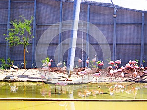 Birds in zoo