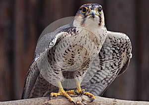 Birds in zoopark, Kazakhstan