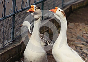 Birds in zoopark, Kazakhstan