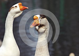 Birds in zoopark, Kazakhstan