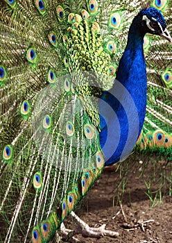 Birds in zoopark, Kazakhstan