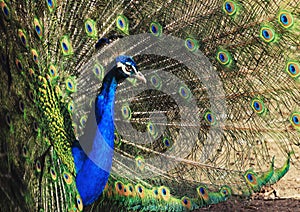 Birds in zoopark, Kazakhstan