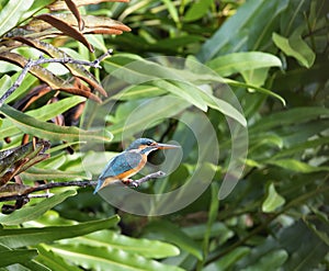 Birdscape of Common Kingfisher Alcedo atthis