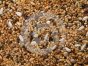 Birdseed background