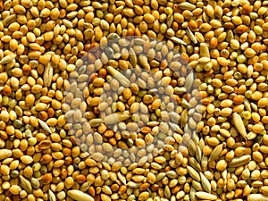 Birdseed background photo