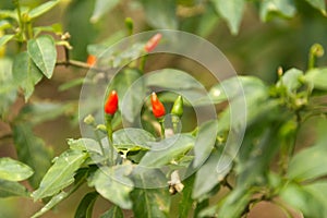 Birdseye chili