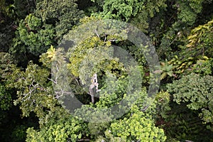 A birdseye view of an Australian rain forest