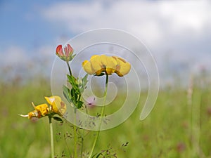 Birdsfoot trefoil