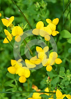 Birdsfoot trefoil is a small, delicate looking yellow wildflower