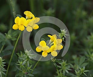 Birdsfoot Trefoil photo