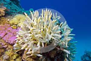 Birdsnest Coral at the bottom of tropical sea, underwater