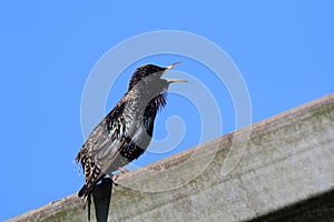 Birdsong of a starling