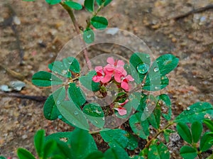 Birdsville Indigo Indigofera Linnaei Nine Leaved Indigo Bhonyagali Pandarphali Hamsapadi photo