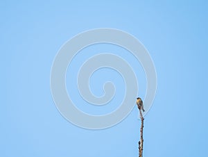 Birdwatch in the Black Forest