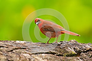 Birdwatching in Central America. Wildlife scene from nature, Belize. Red-throated Ant-Tanager, Habia fuscicauda, red bird in the n